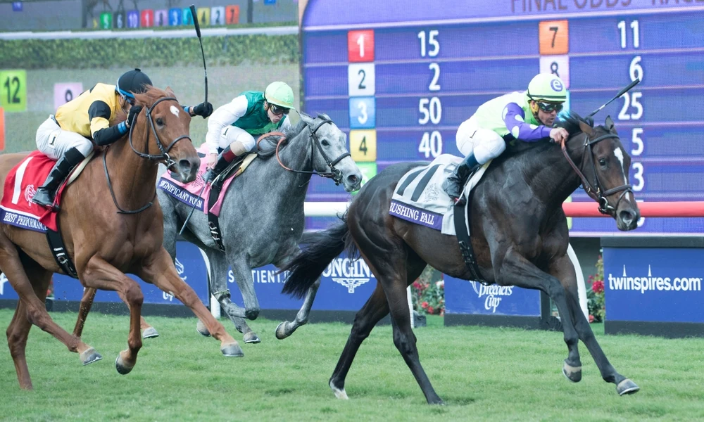 Live Horse Racing Betting with XcelBet What You Need to Know